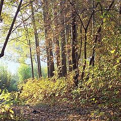 photo "Wood, lake, fog..."