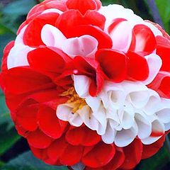 фото "Dahlia "Pettycoat""