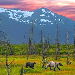 photo "grizzlies in alaska"