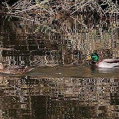 photo ""Reflections and Camoflage ""