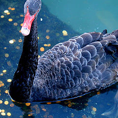 photo "Abundance in New year!"