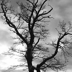 photo "Lightning tree"