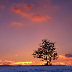 photo "Red Clouds Over The Tree"