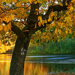 photo "Autumn Tree"