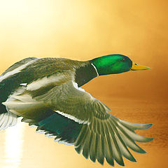 photo "mallard in flight"