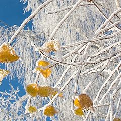 photo "Yellow on white and blue"