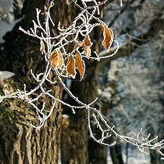 photo "Branch"