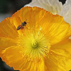 фото "' Last flight before the rains ""