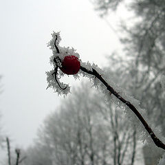 фото "Ветка шиповника"