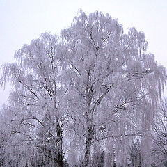 photo "White birch"