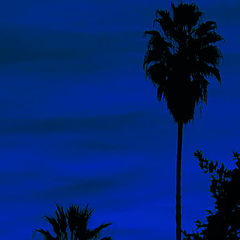 photo "Tropical Nocturne"
