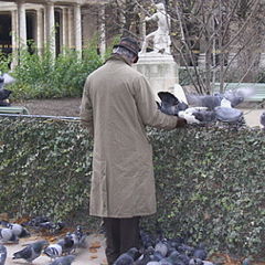 фото "Pigeons at the Palais Royal"