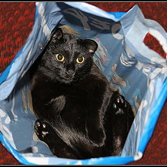 photo "Cat in a bag (gift) ;-)))"