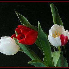 photo "white, red and a flash of pink"