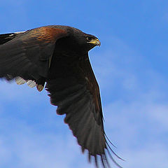 photo "Harris Hawk"