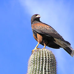 photo "Vantage Point"