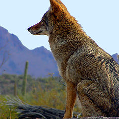 фото "Coyote"