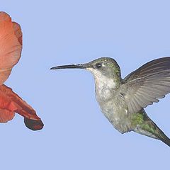 photo "ruby throated hummingbird"