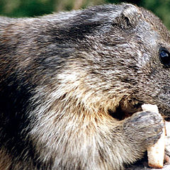 photo "A marmot"