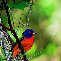 photo "Male Painted Bunting"