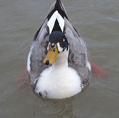 photo "real donald duck"