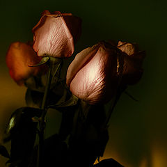 фото "Её розы"