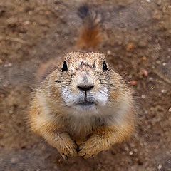 фото "Animal Curiosity"