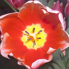 photo "Tulip"