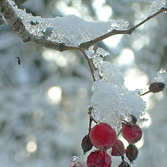 photo "Mountain ash on a frost"