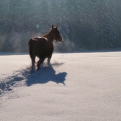 photo "winter walk"