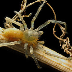 photo "Amber spider"