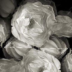 photo "RoSeS"