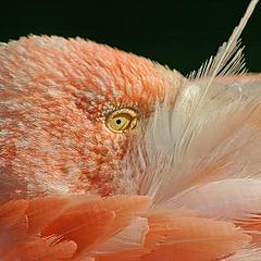 фото "flamingo"