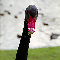 photo "Swan"