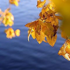 photo "intensity of autumn colors"