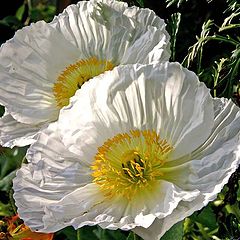 фото ""Twins In Lace "."