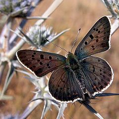 фото "Lycaena tityrus"