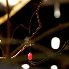 photo "winter fruits"