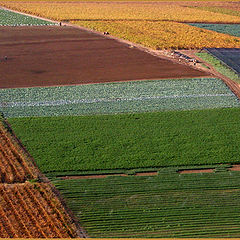 photo "Fields mosaic"