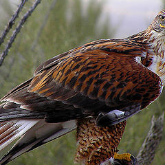 photo "Ferruginous Hawk"