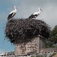 photo "Family"