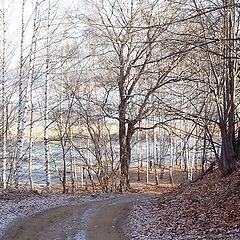 photo "November. The first frost."