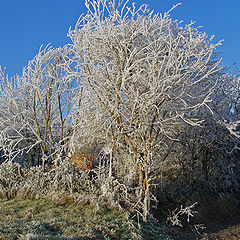 photo "The Frost"