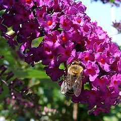 photo "Bee"