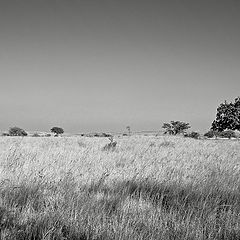 photo "Desert Landscape"