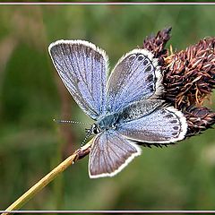 photo "Plebejus idas"