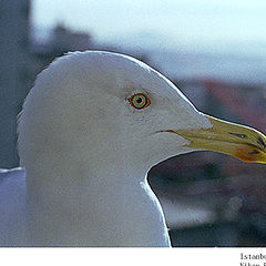 photo "Seagull"