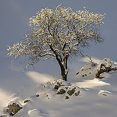 photo "winter scape 2"