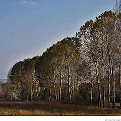 photo "Poplars"