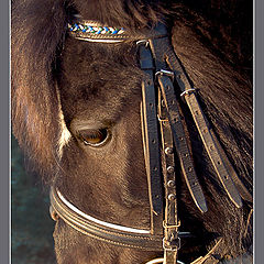 photo "The pony was tired of waiting clients in a frost"